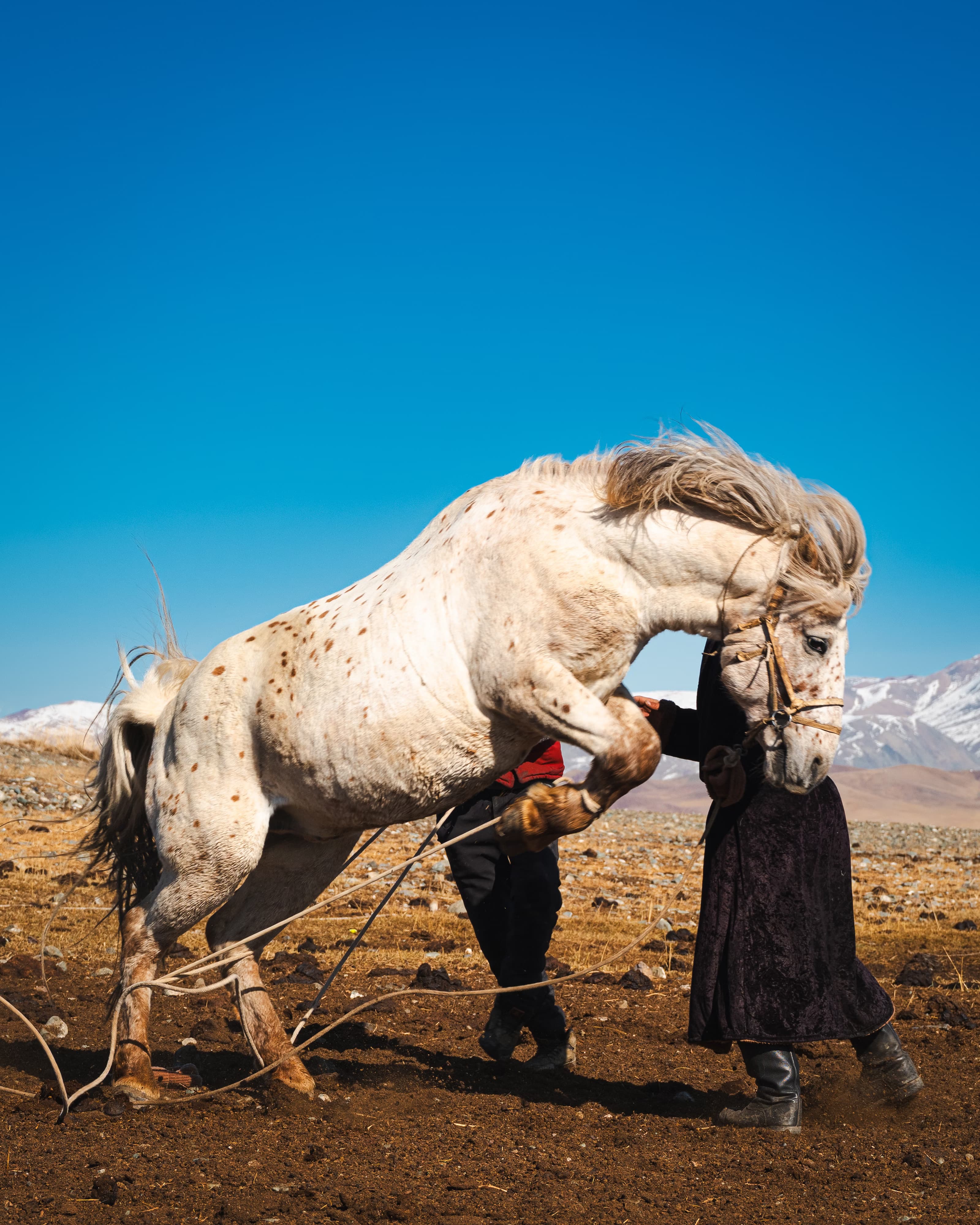 Altai Mountain Horse Trek